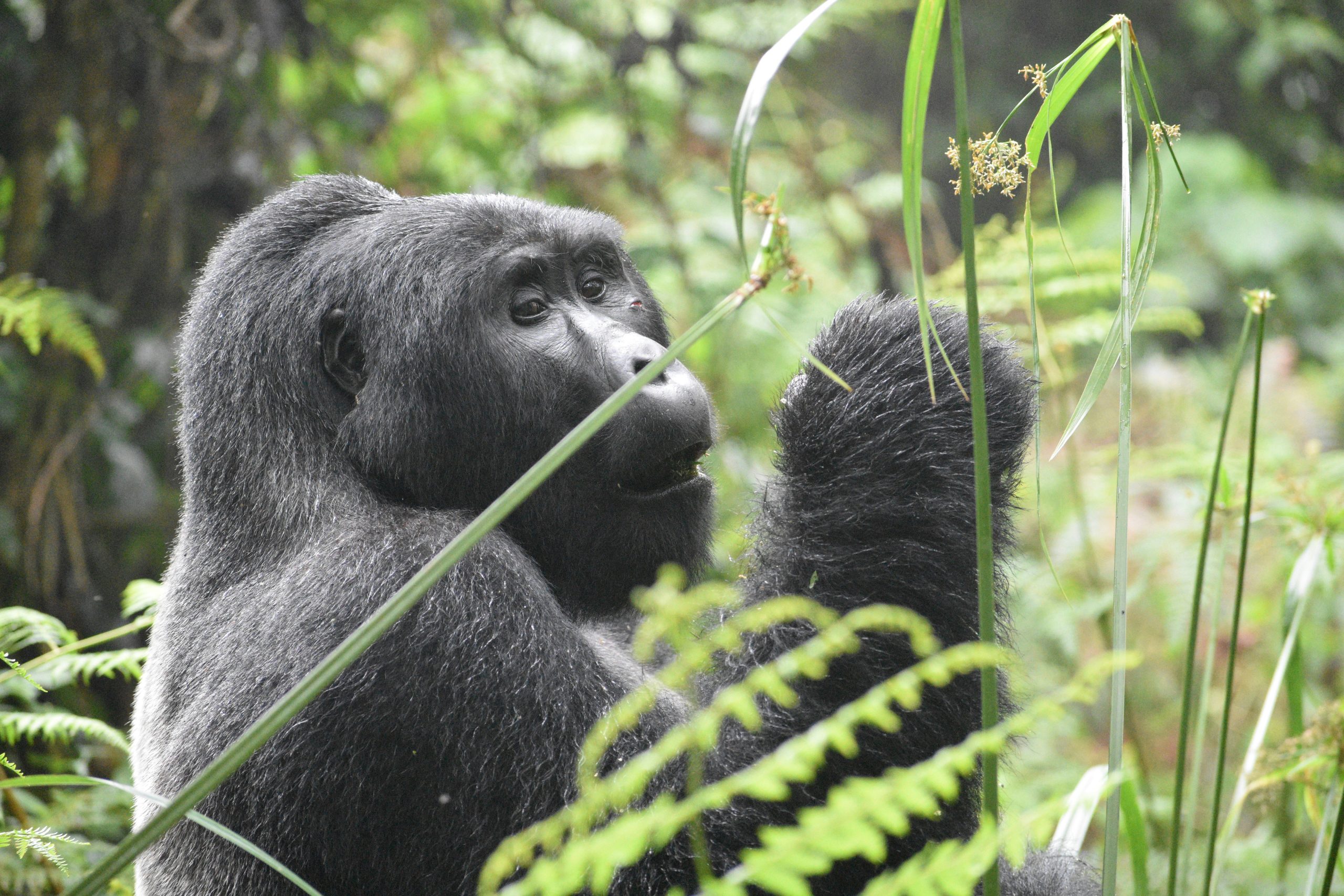 Rwanda Country Factsheet