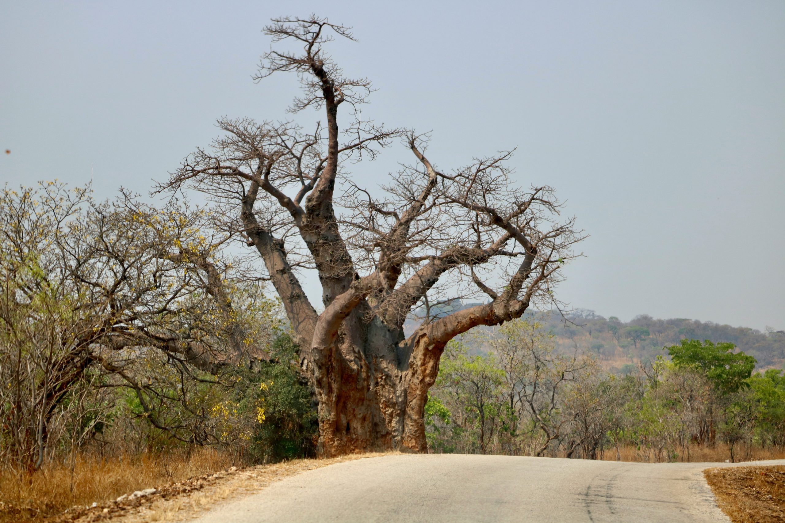 Zimbabwe Country Factsheet