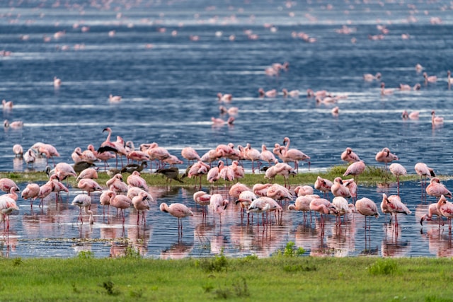 Discover the Fascinating History of Ngorongoro Crater