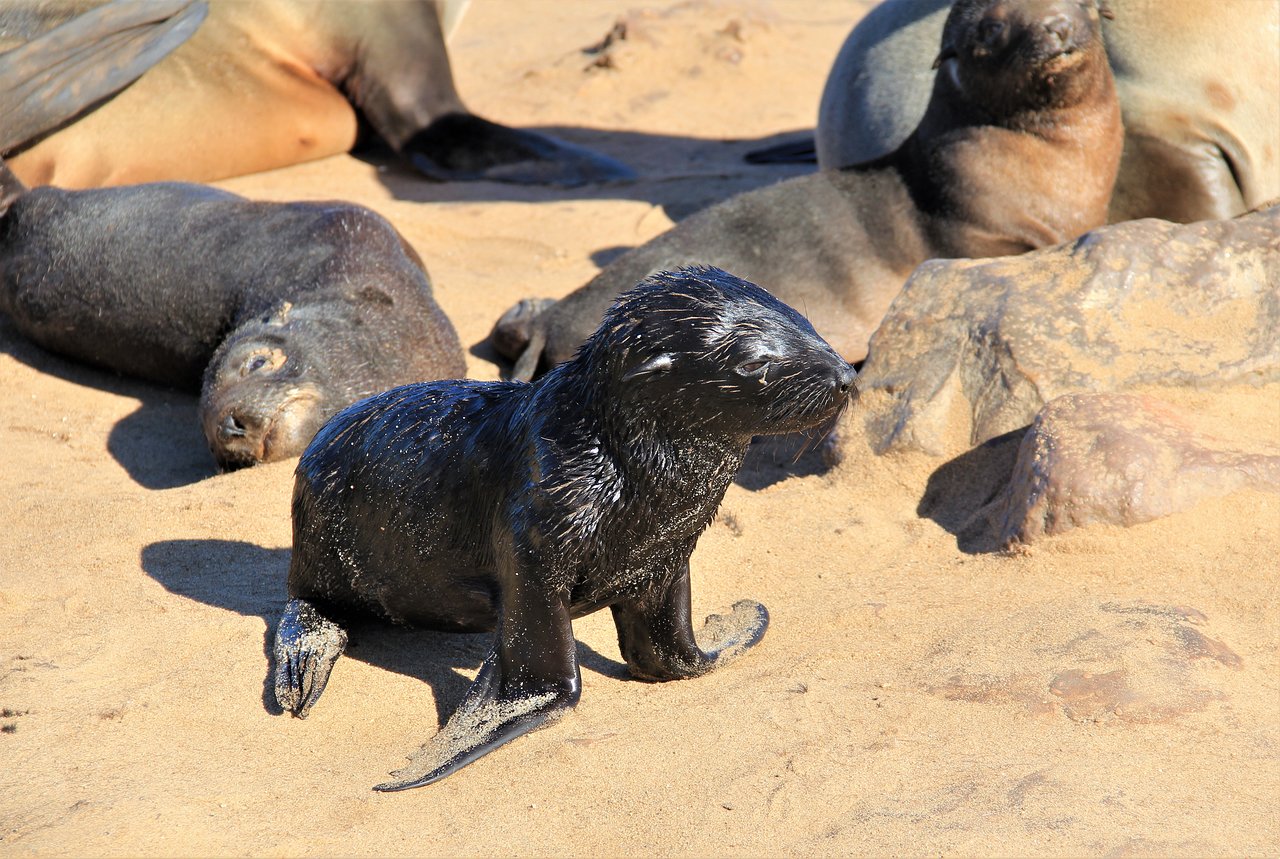 skeleton coast np