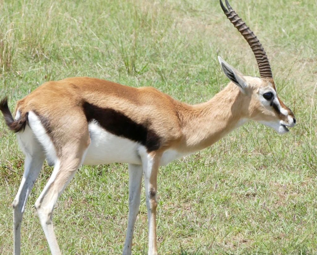 8 Days Tanzania Thomson Safari