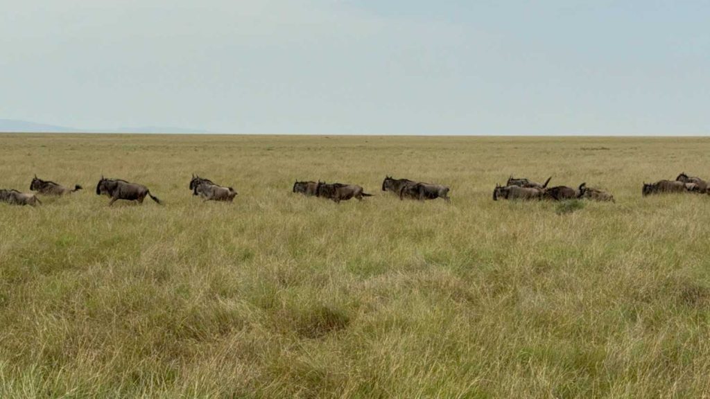 13 Days Tanzania Sababu Safari