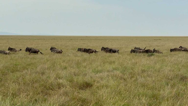 13 Days Tanzania Sababu Safari