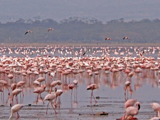 Sensational Rift Valley Birding Safari with Masai Mara