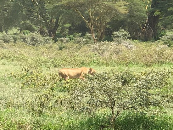 Sensational Rift Valley Birding Safari with Masai Mara