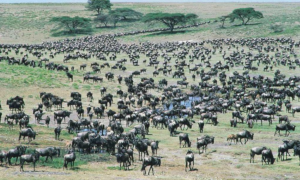 Sensational Rift Valley Birding Safari with Masai Mara