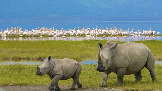 Sensational Rift Valley Birding Safari with Masai Mara