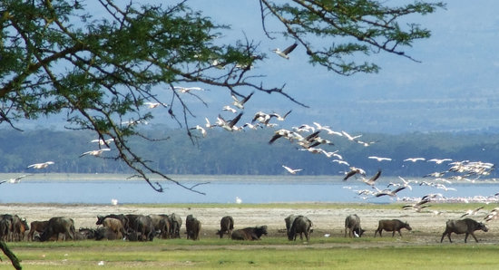 Southbound Kenya Discover Safari