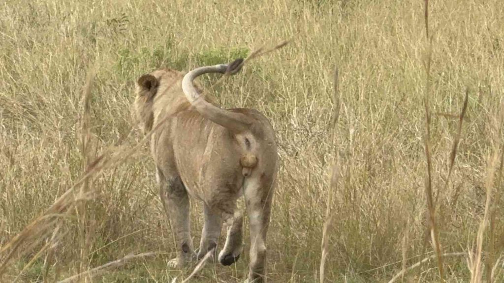Treasures of Tanzania Safari