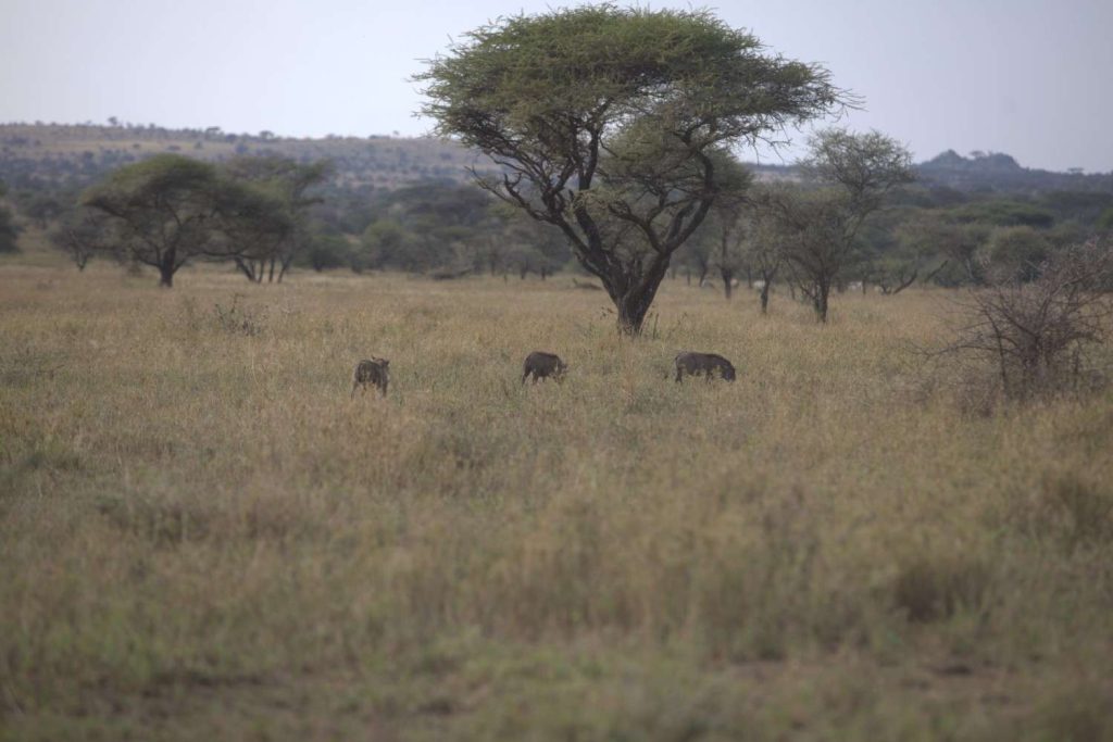 Top Highlights to See on Your Serengeti National Park Safari in Tanzania