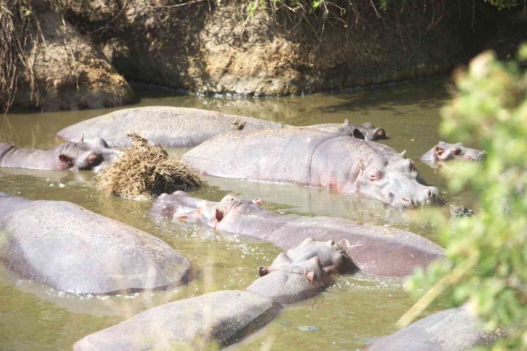 Top Highlights to See on Your Serengeti National Park Safari in Tanzania