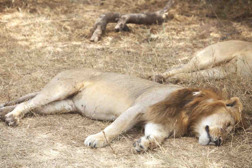 What You Should Know About Big Five Safari Animals
