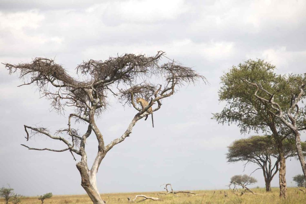 What You Should Know About Big Five Safari Animals