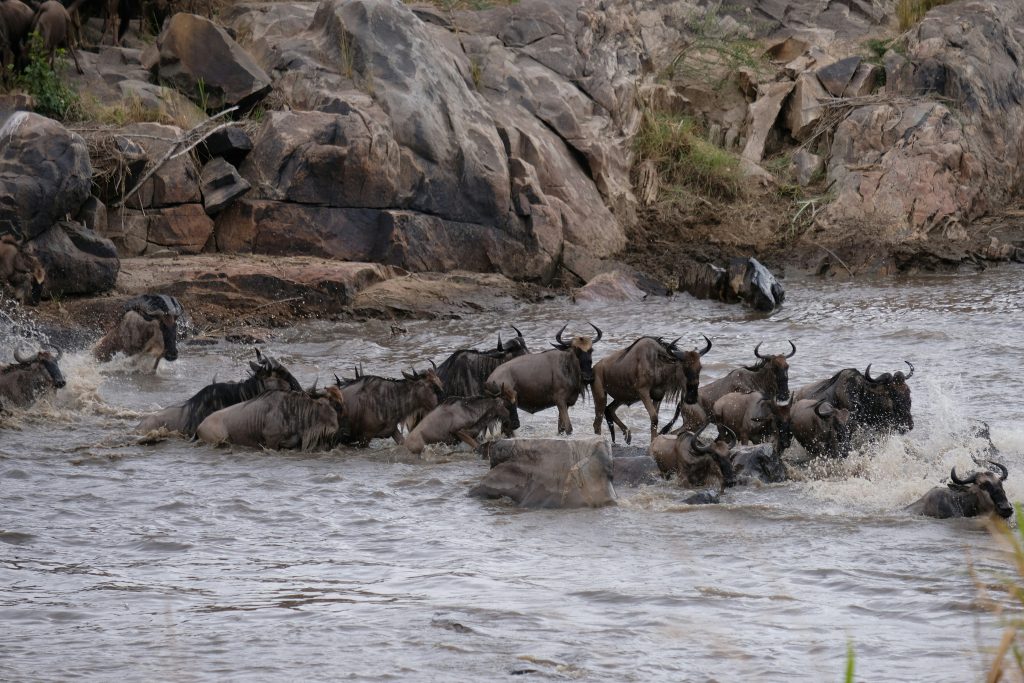 Top Highlights to See on Your Serengeti National Park Safari in Tanzania