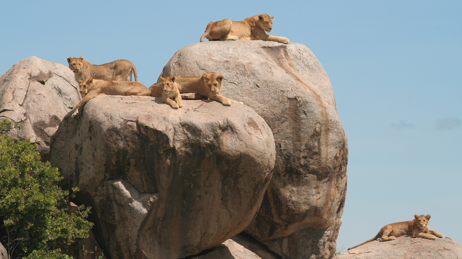 Top Highlights to See on Your Serengeti National Park Safari in Tanzania