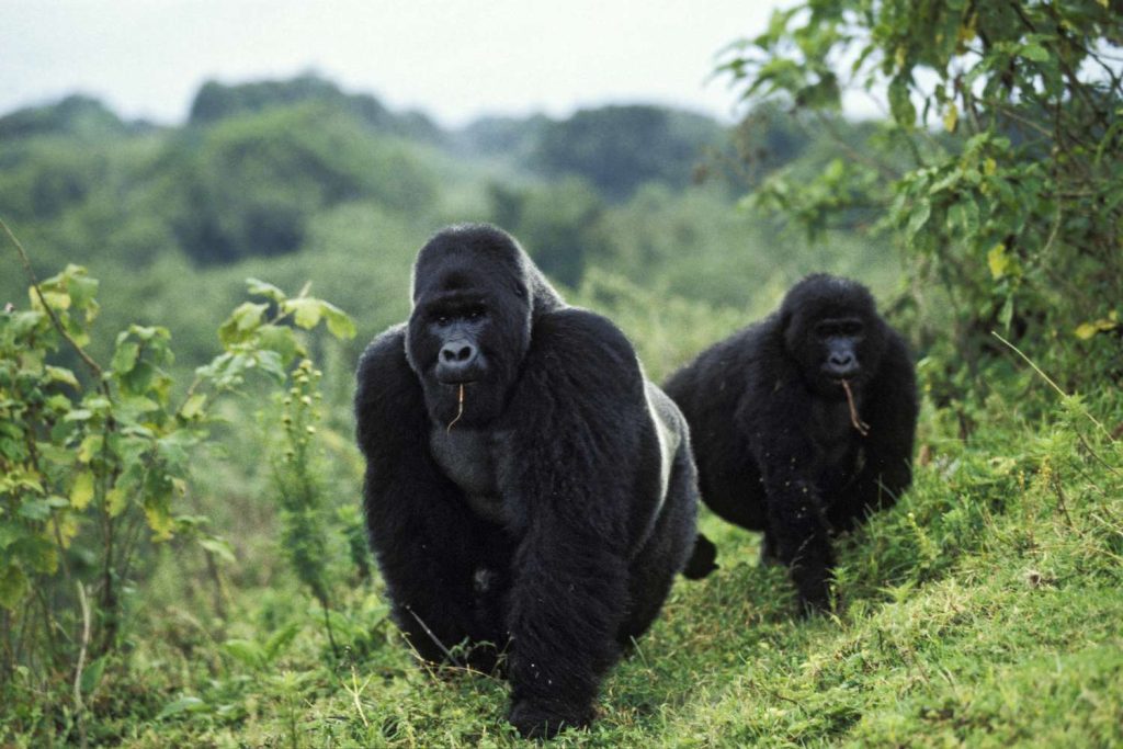 Visiting Virunga National Park