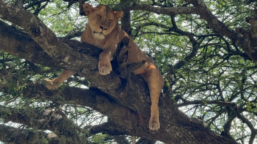 Out of Africa Story by Marita Vercauteren