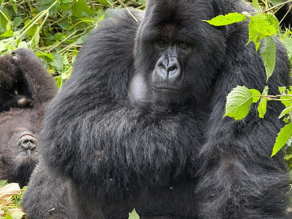 6 Essential Items to Pack for Gorilla Trek