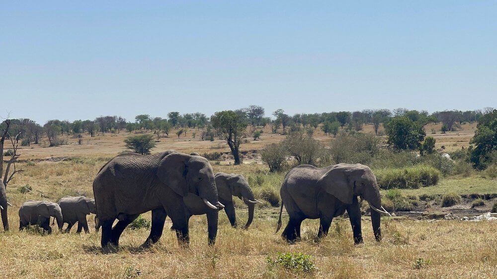 Tanzania Safari 6 days / 5 nights: The Grand Northern Circuit Expedition