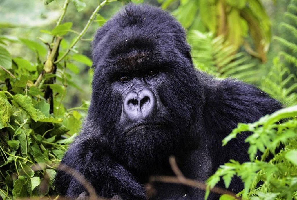 Most Beautiful National Parks and Reserves in Uganda