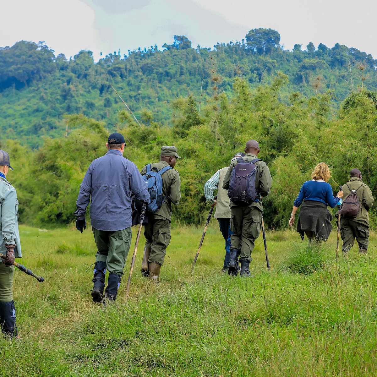 East African Gorilla trekking