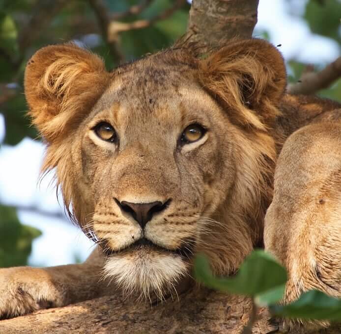 Tanzania Safari 6 days / 5 nights: The Grand Northern Circuit Expedition