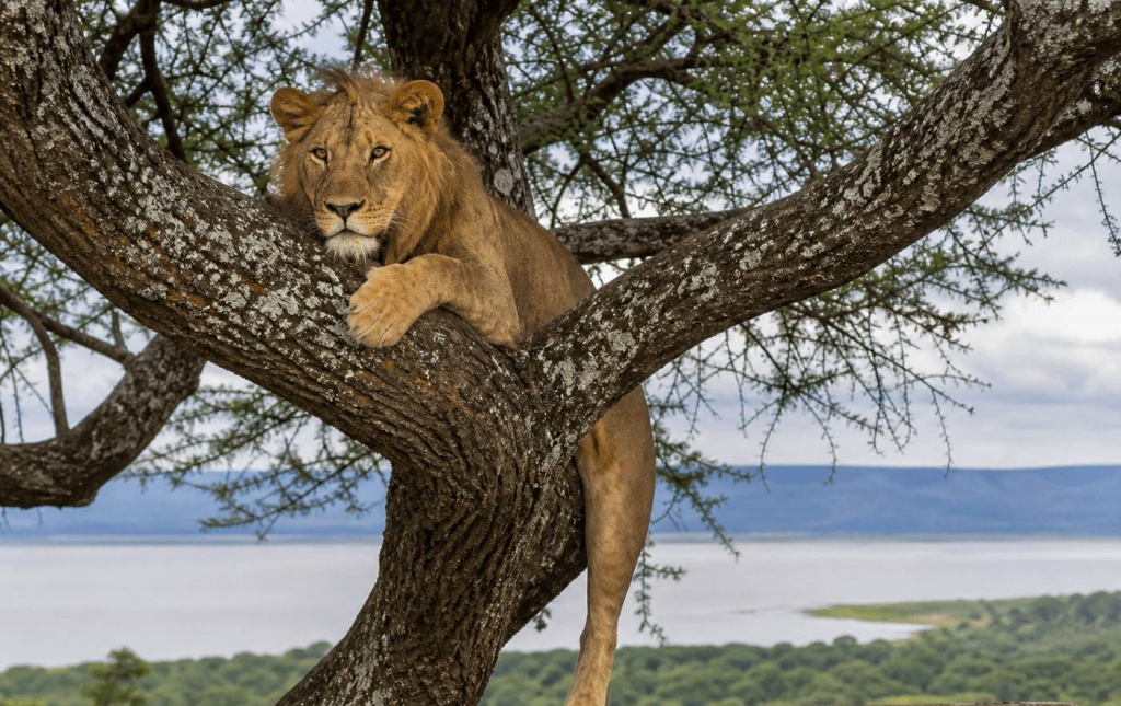 Safari Tanzania 3 days/ 2 nights