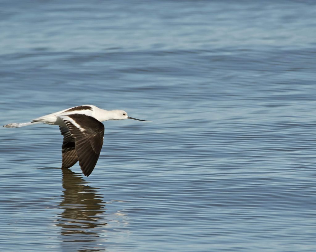 7 Days Avocet Tanzania Safari
