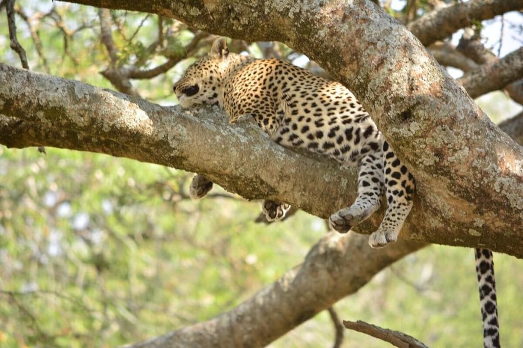 8 Days Tanzania Thomson Safari