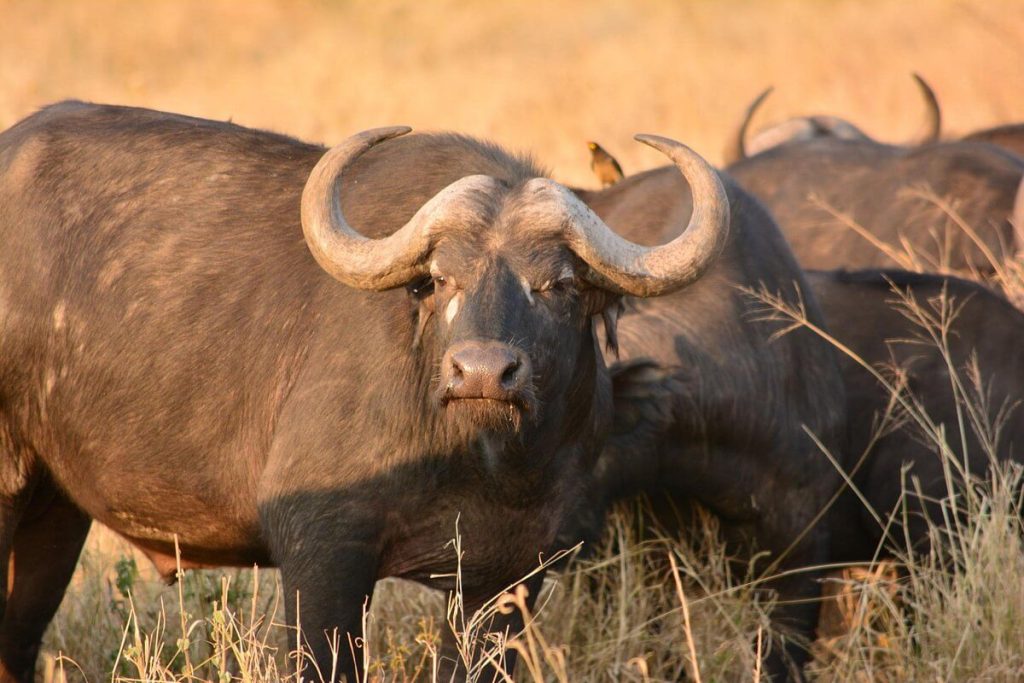 7 Days Avocet Tanzania Safari
