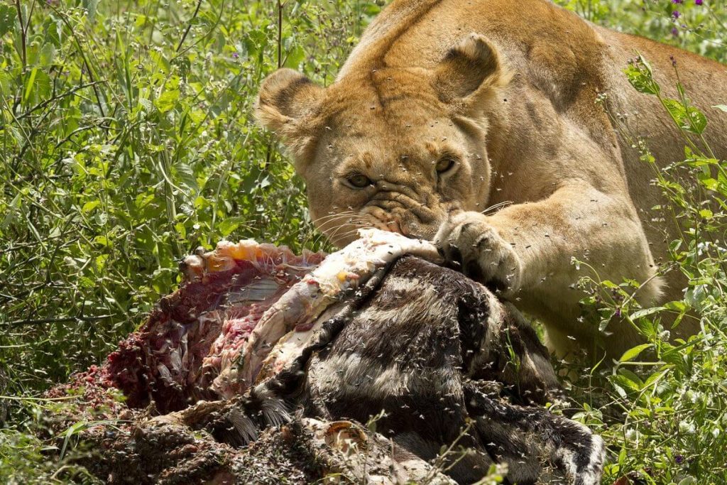 8 Days Serengeti Big Cats Safari
