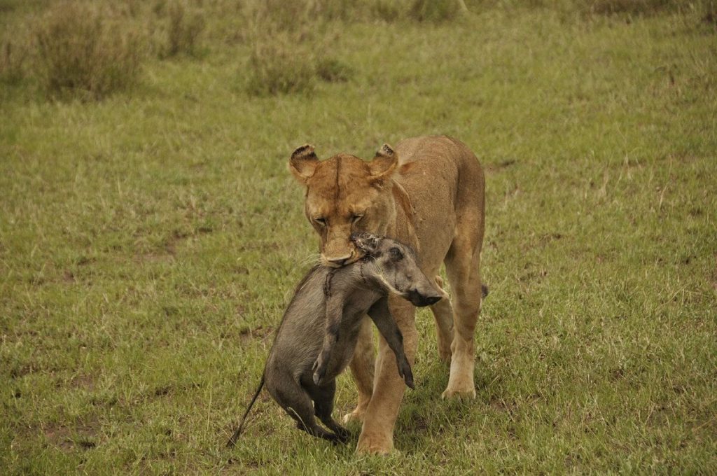 8 Days Serengeti Big Cats Safari