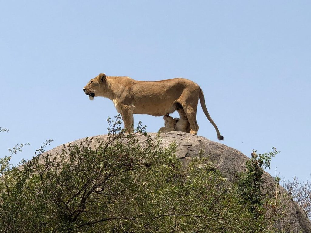 8 Days Serengeti Big Cats Safari