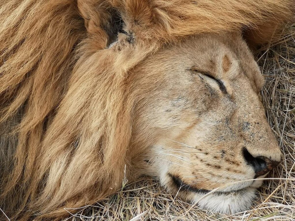 8 Days Serengeti Big Cats Safari