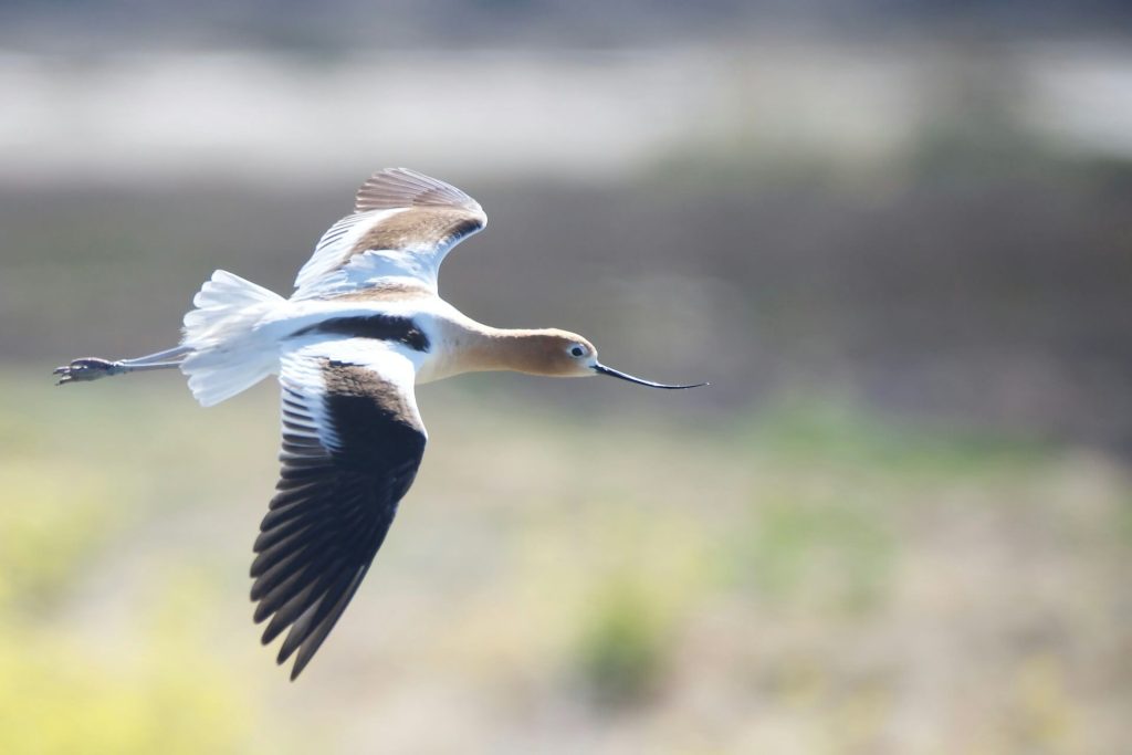 7 Days Avocet Tanzania Safari