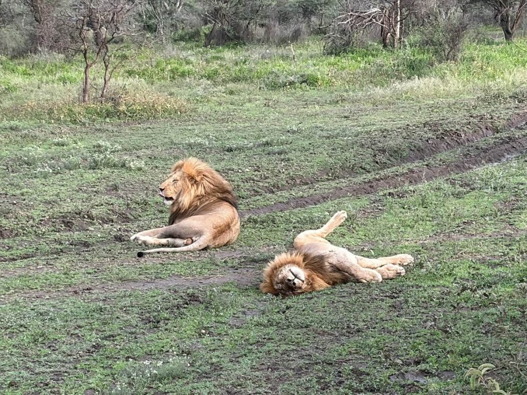 Top 5 Reasons to Go on Safari During the ''Rainy Season''