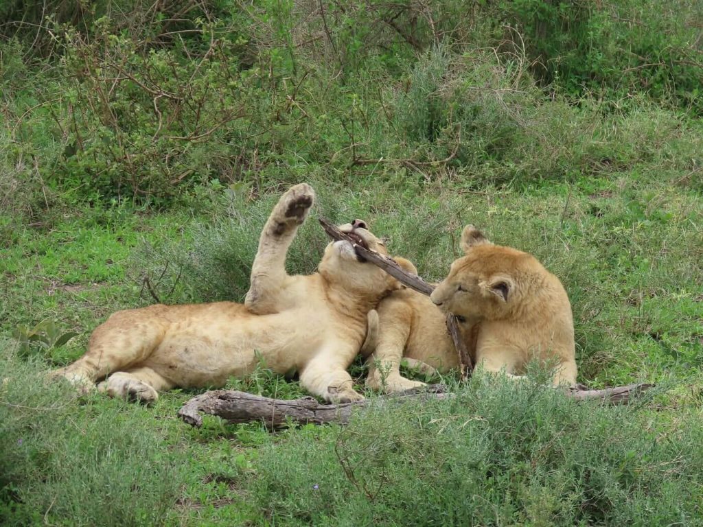 What is the "Green Season" in Africa?
