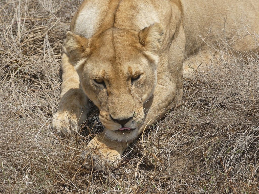 8 Days Lion King Adventure Safari