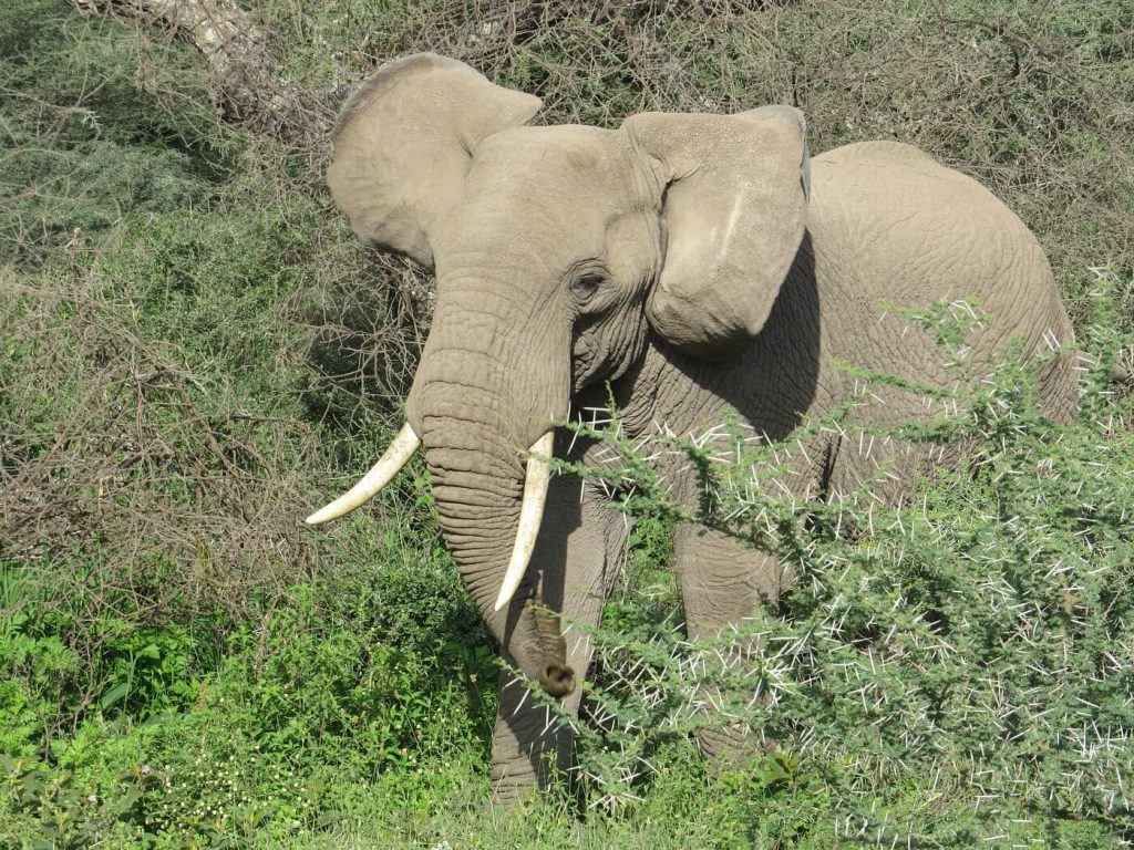 What is the "Green Season" in Africa?