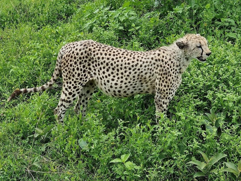 What is the best time to go on an African safari?
