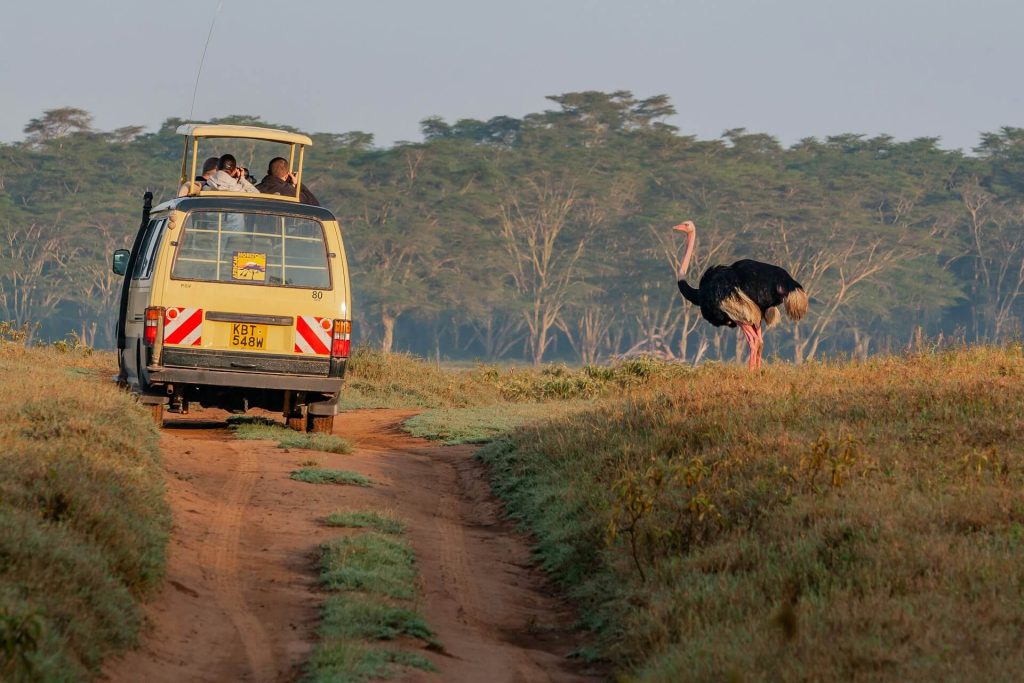 Is it better to do a Private or Group safari in Tanzania?