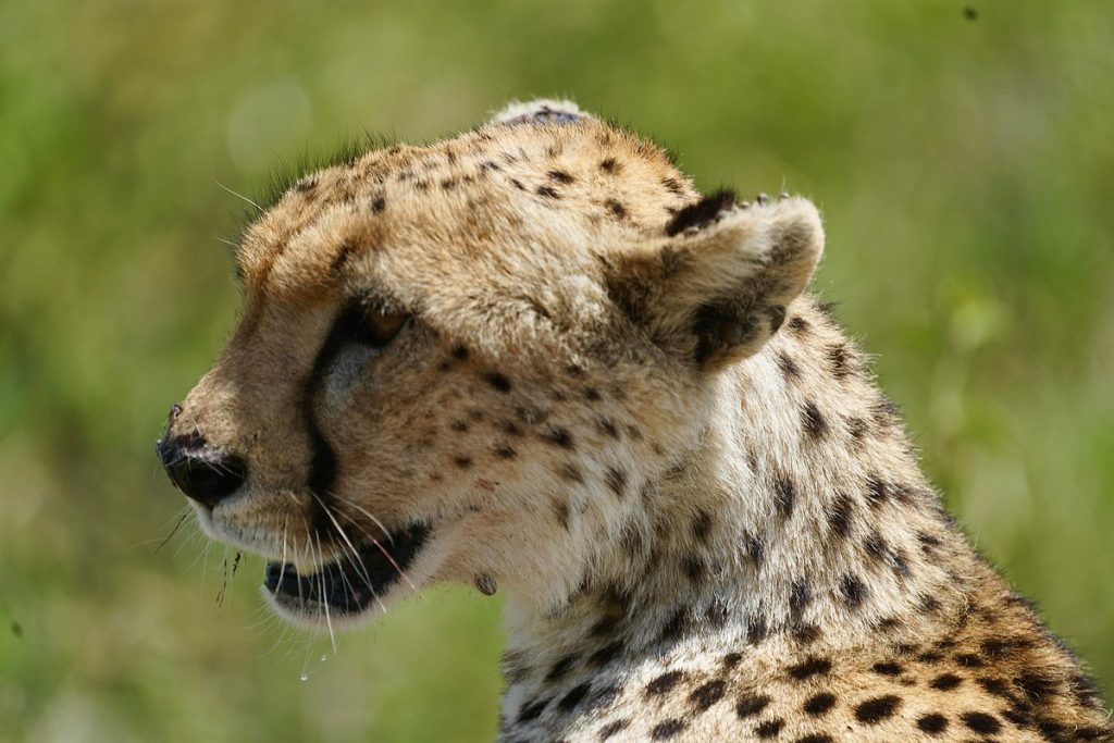 8 Days Lion King Adventure Safari