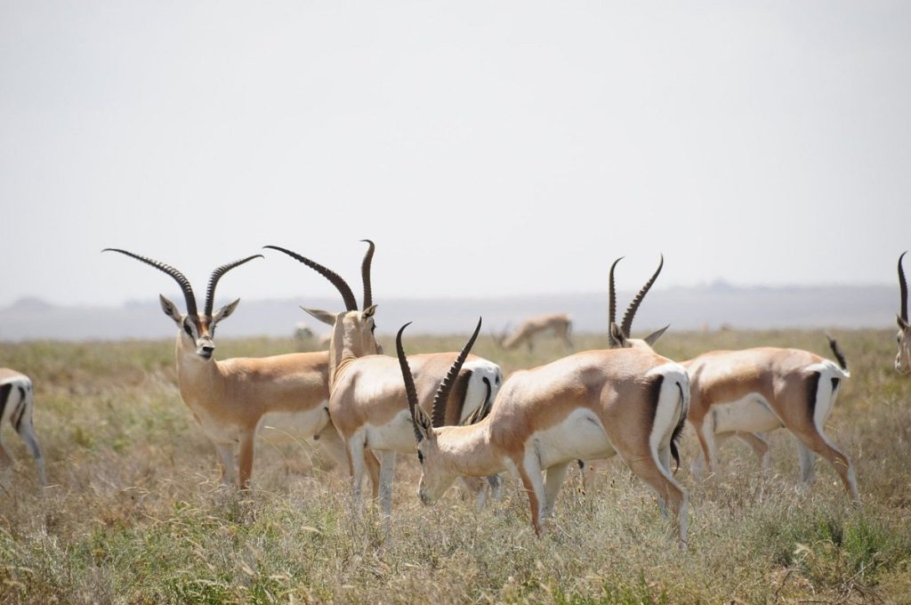 What is the best time to go on an African safari?