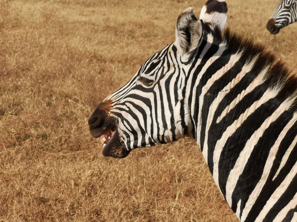 What is the best time to go on an African safari?