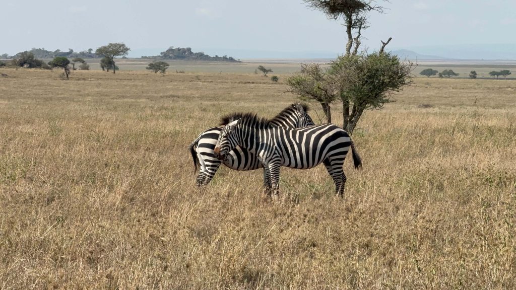When is the Best Time to Visit Kenya?