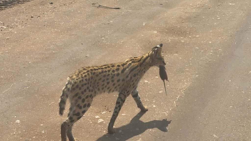 When is the Best Time to Visit Kenya?