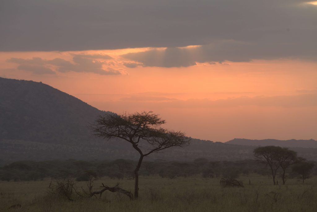 What is a Day on Safari Like in Africa?
