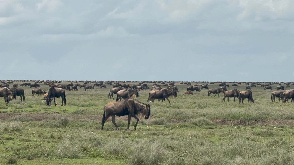 When and Where can you see the Great Migration in Tanzania?