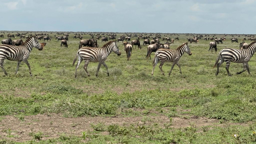 When and Where can you see the Great Migration in Tanzania?