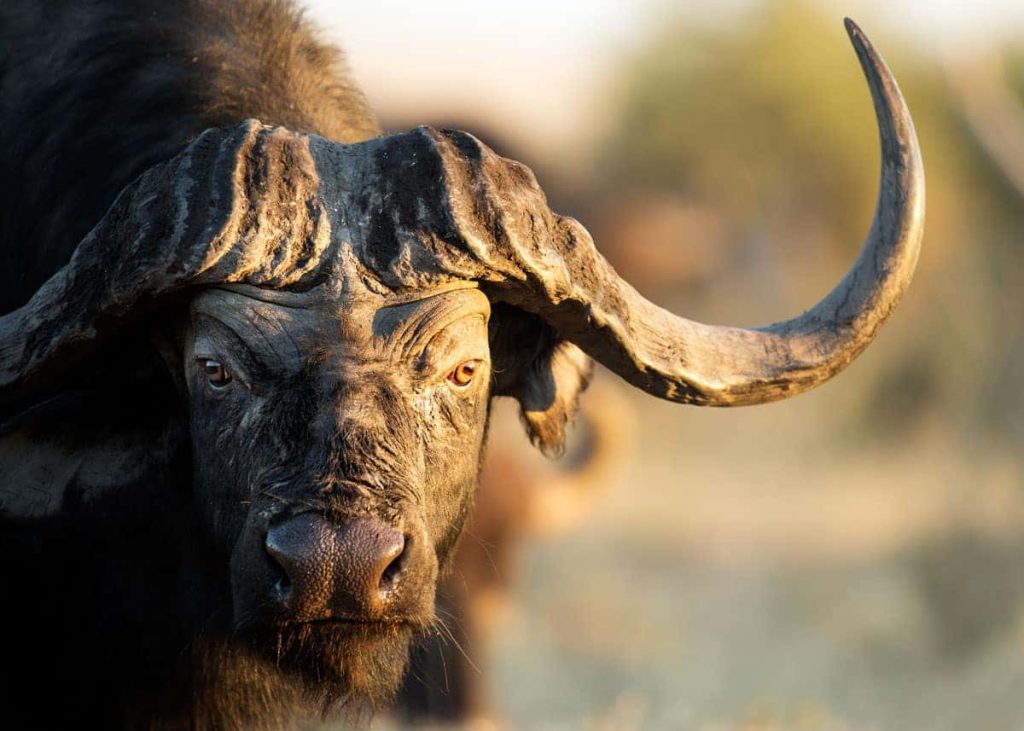 What are some fun facts about the Big 5 animals?